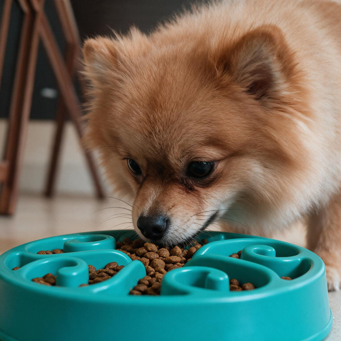 Spiral Slow Feeder Anti-Slip Dog Bowl (Dishwasher Safe)